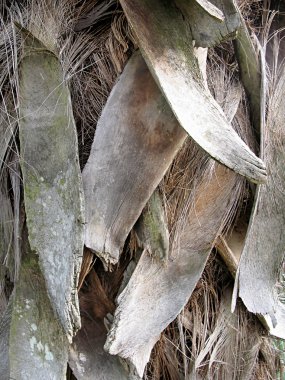 Ağacın kabuğu. Doku