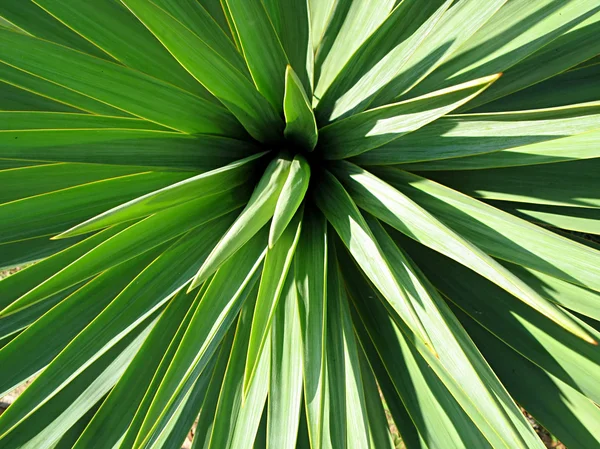 Texture d'une plante verte — Photo