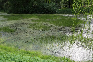 Şehir gölet duckweed