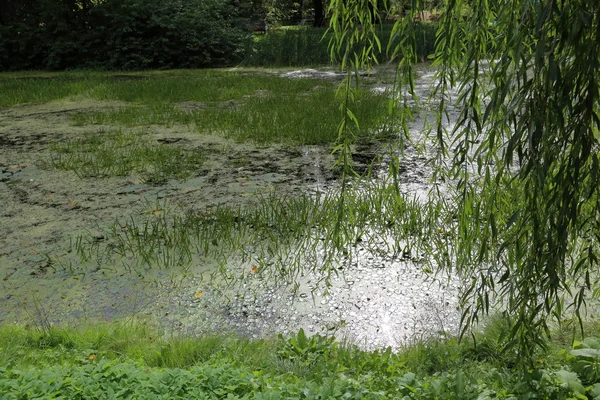 City pond with duckweed — Stock Photo, Image