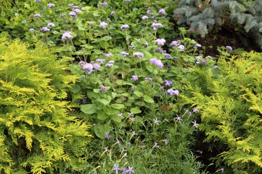 Parlak flowerbed bitkilerde