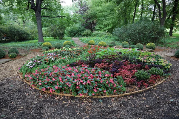 Ljusa växter i blomsterrabatten — Stockfoto