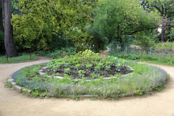 Plantas brillantes en el parterre — Foto de Stock