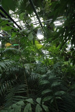 Bitkiler için küçük sera