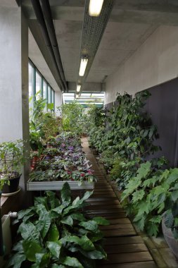 Bitkiler için küçük sera