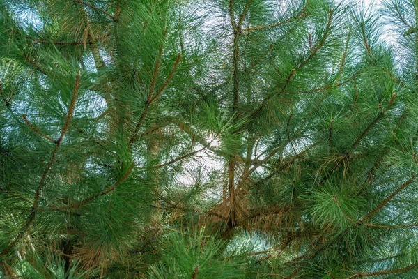 Hiç Bitmeyen Yeşil Kozalaklı Ağaçların Kabarık Yaprakları — Stok fotoğraf