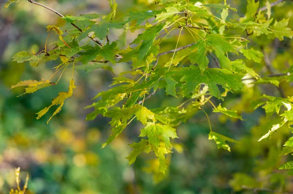 Bunte Äste Mit Hellem Laub Goldenen Herbst — Stockfoto