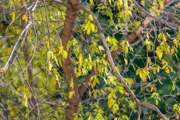 Bunte Äste Mit Hellem Laub Goldenen Herbst — Stockfoto