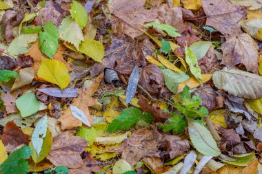 Sonbahar zemininde parlak düşmüş altın renkli yapraklar.