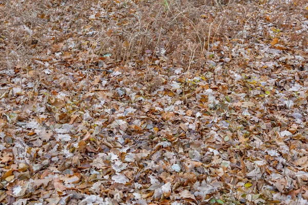 Jasně Padající Listy Zlaté Barvy Podzimní Půdě — Stock fotografie