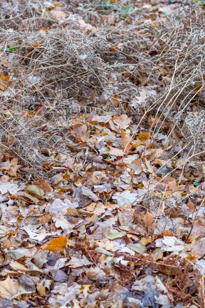 Helder Gevallen Bladeren Van Gouden Kleur Herfst Gemalen — Stockfoto