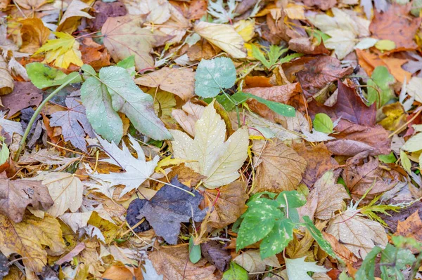 Bright fallen leaves of golden color on the autumn ground