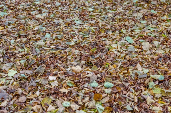 Luminose Foglie Cadute Colore Dorato Sul Terreno Autunnale — Foto Stock