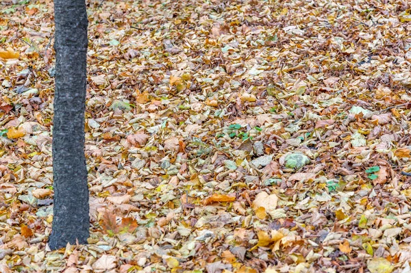 Luminose Foglie Cadute Colore Dorato Sul Terreno Autunnale — Foto Stock