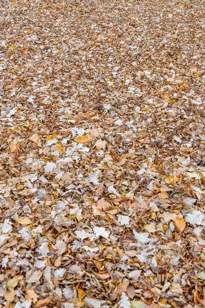 Luminose Foglie Cadute Colore Dorato Sul Terreno Autunnale — Foto Stock