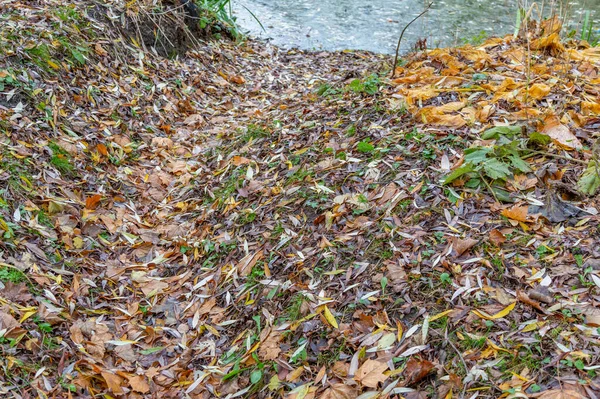 Bright Fallen Leaves Golden Color Autumn Ground — Stock Photo, Image