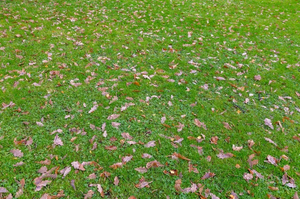 Helle Abgefallene Blätter Von Goldener Farbe Auf Dem Herbstboden — Stockfoto