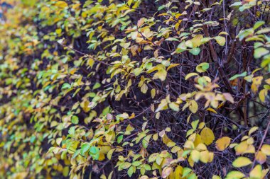 Altın sonbahar mevsiminde parlak yapraklı renkli ağaç dalları