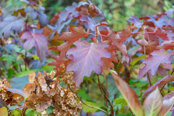 Colorful Tree Branches Bright Foliage Golden Autumn Season — Stock Photo, Image