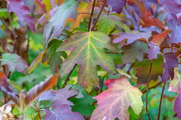 Colorful Tree Branches Bright Foliage Golden Autumn Season — Stock Photo, Image