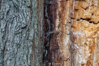 Devamlı yaprak döken ağacın kabuğunun dokulu yüzeyi.