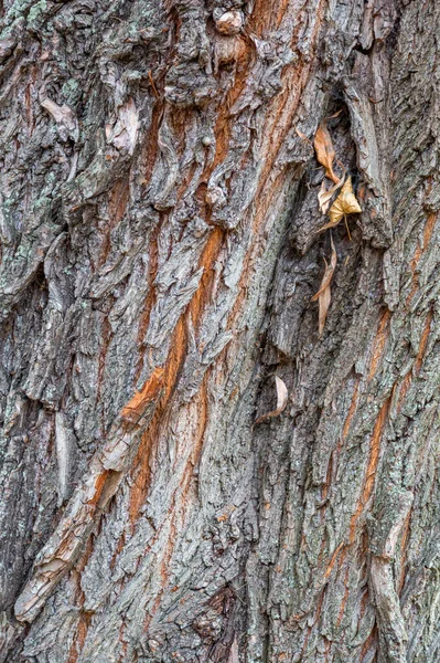 Textured Surface Bark Old Perennial Deciduous Tree — Stock Photo, Image