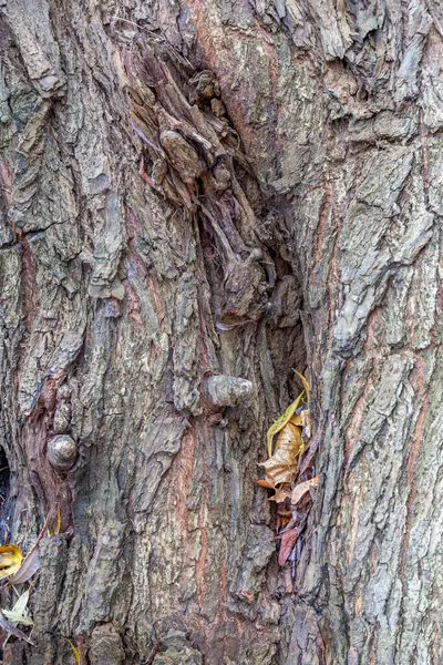 Het Gestructureerde Oppervlak Van Schors Van Oude Meerjarige Loofboom — Stockfoto