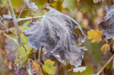 Sonbaharda şehir parkında olağandışı bir kurutulmuş bitki.