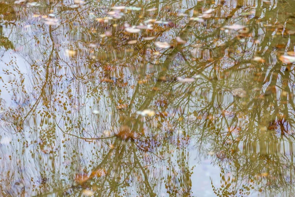 Árbol Refleja Superficie Del Agua Del Estanque Parque — Foto de Stock