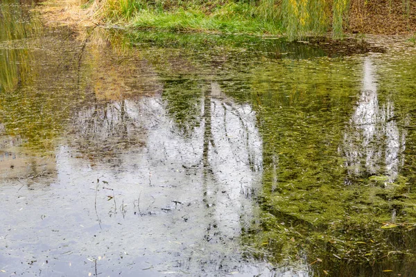 Árbol Refleja Superficie Del Agua Del Estanque Parque —  Fotos de Stock