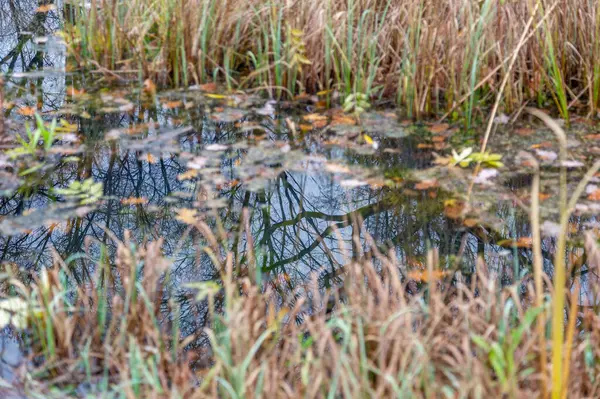 Tree Reflected Water Surface Pond Park — Stock Photo, Image