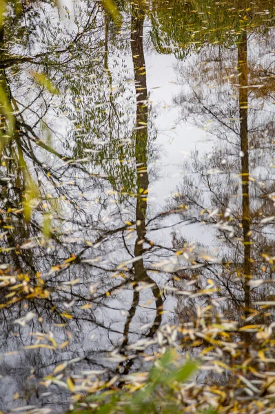 Albero Riflette Sulla Superficie Dell Acqua Dello Stagno Nel Parco — Foto Stock