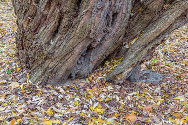Yaprak döken uzun ömürlü ağacın alışılmadık kökü ve kurumuş sonbahar yaprakları.