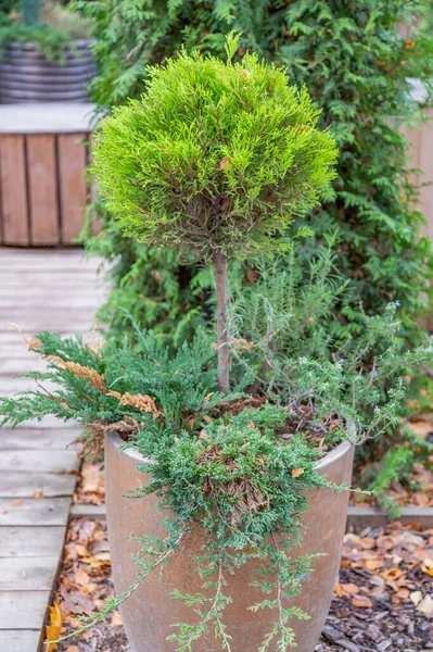 Large Garden Pot Growing Green Tree Summer Day — Stock Photo, Image