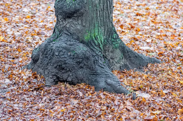 Unusual Root Deciduous Perennial Tree Dry Fallen Autumn Leaves — Stock Photo, Image