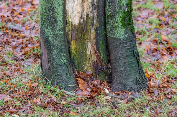 Ongebruikelijke Wortel Van Een Loofbomen Droge Gevallen Herfstbladeren — Stockfoto