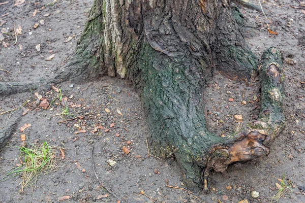 Unusual Root Deciduous Perennial Tree Dry Fallen Autumn Leaves — Stock Photo, Image