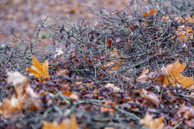 Kış başında şehir parkında alışılmadık bir kuru çalı.