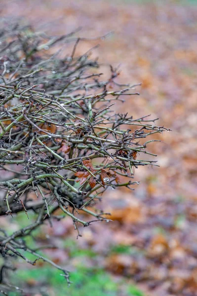 Ovanligt Torkad Buske Stadspark Tidigt Vintern — Stockfoto