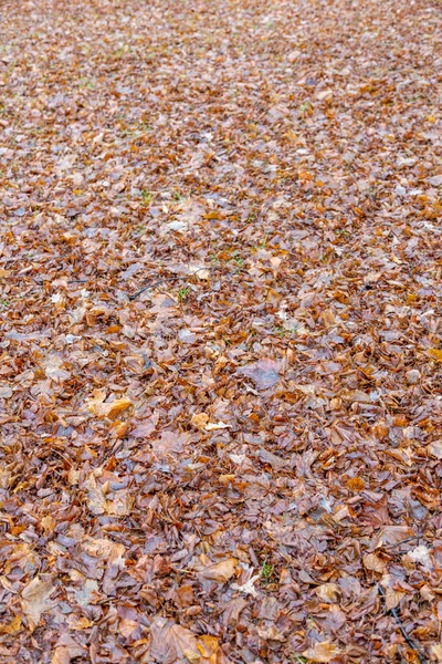 Luminose Foglie Cadute Colore Dorato Sul Terreno Autunnale — Foto Stock