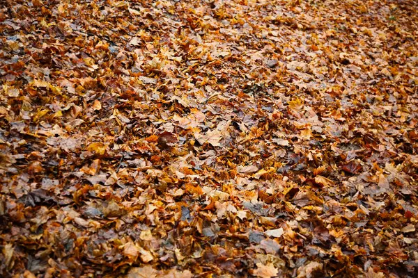 Bright fallen leaves of golden color on the autumn ground