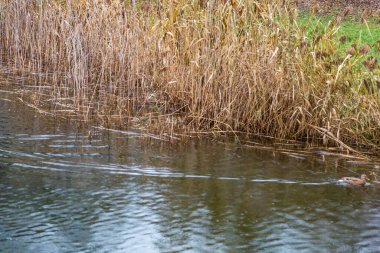 Sazlıklar mı, Scirpus mu? Cyperaceae ailesinin daimi ve yıllık bitki cinsi.