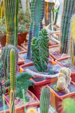 Kaktüs. Uzun ömürlü çiçekli bitkilerin ailesinin nadir bulunan egzotik lezzetleri.