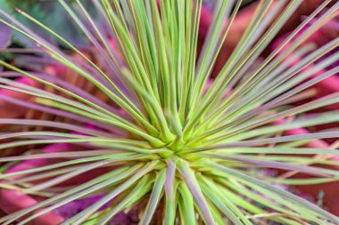 Kaktüs. Uzun ömürlü çiçekli bitkilerin ailesinin nadir bulunan egzotik lezzetleri.