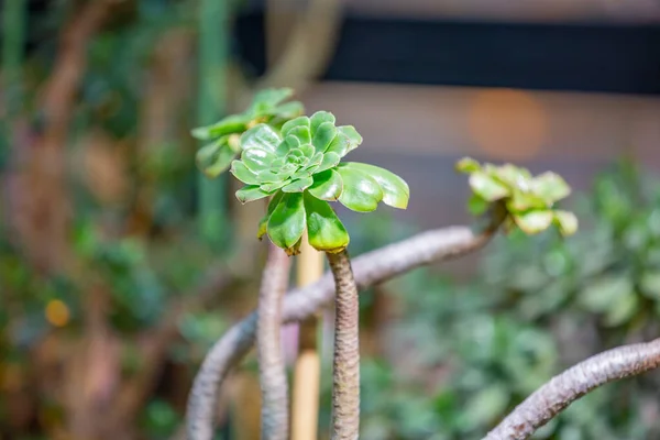 Kaktus Sällsynta Exotiska Suckulent Frã Familjen Perenna Blommande Xter — Stockfoto