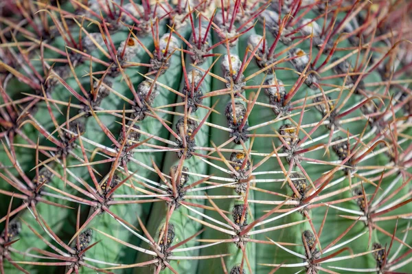 Cactus Raros Exóticos Suculentos Família Das Plantas Com Flores Perenes — Fotografia de Stock