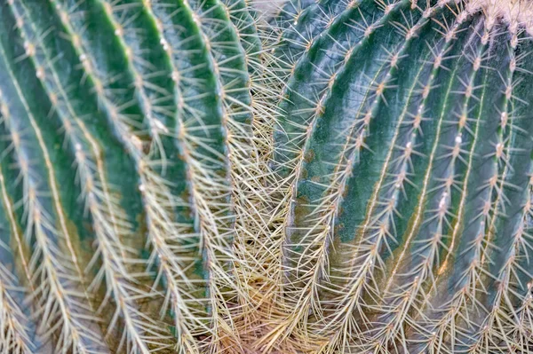 Cactus Raros Exóticos Suculentos Família Das Plantas Com Flores Perenes — Fotografia de Stock