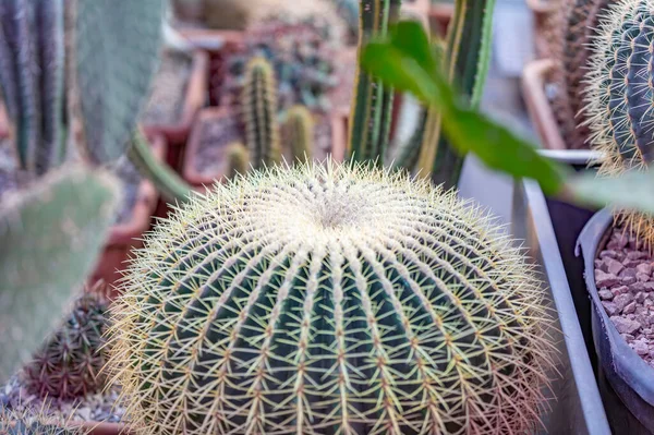 Cactus Raros Exóticos Suculentos Família Das Plantas Com Flores Perenes — Fotografia de Stock