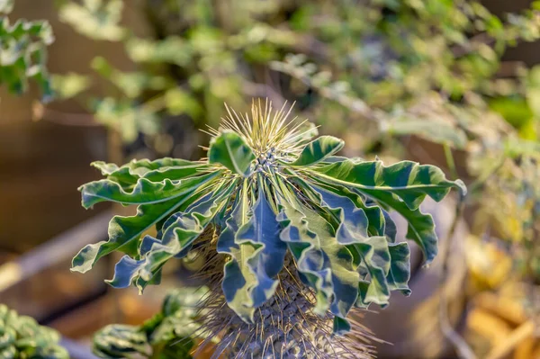 Kaktus Sällsynta Exotiska Suckulent Frã Familjen Perenna Blommande Xter — Stockfoto