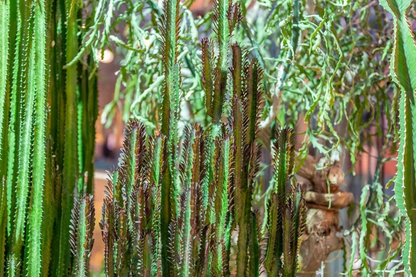 Kaktus Vzácné Exotické Šťavnaté Čeledi Trvalých Kvetoucích Rostlin — Stock fotografie